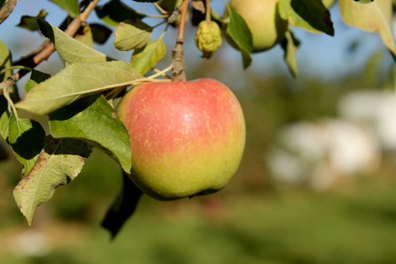 Sun Crisp apples ready for the picking at the Jonamac Orchard in Malta on Wednesday, Sept. 28, 2022.
