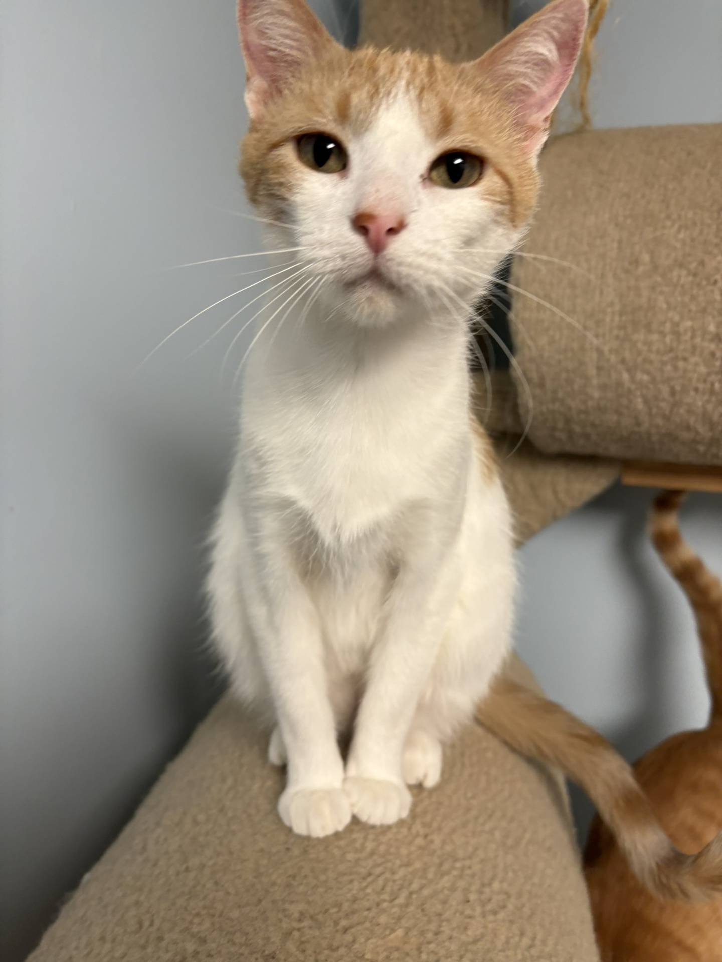 Three-year-old Maizey has a soft, gentle presence. She patiently raised five kittens and showered them with love and attentiveness. Now that her kittens are grown, Maizey is ready to be cherished herself. She is an affectionate cat who purrs easily and truly enjoys human companionship, happily soaking up pets and attention. Maizey needs a cozy home and will make a wonderful lap cat. To meet Maizey, email Catadoptions@nawsus.org. Visit nawsus.org.