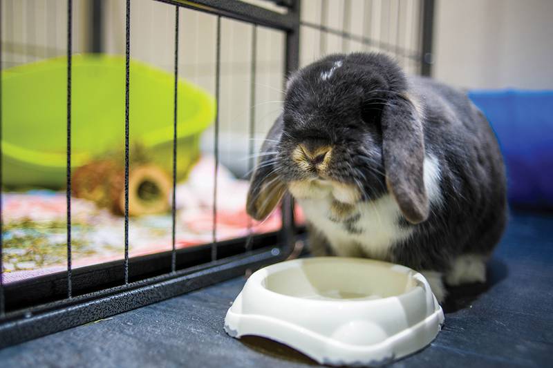 All Creatures Great & Small - Four Things to Know About Getting a Pet Rabbit
