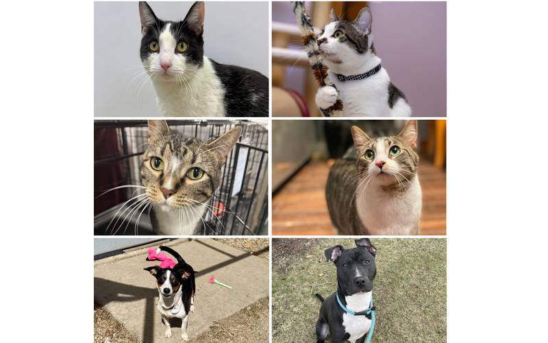The Herald-News presents this week’s Pets of the Week. Read the description of each pet to find out about it, including where it can be adopted in Will County.