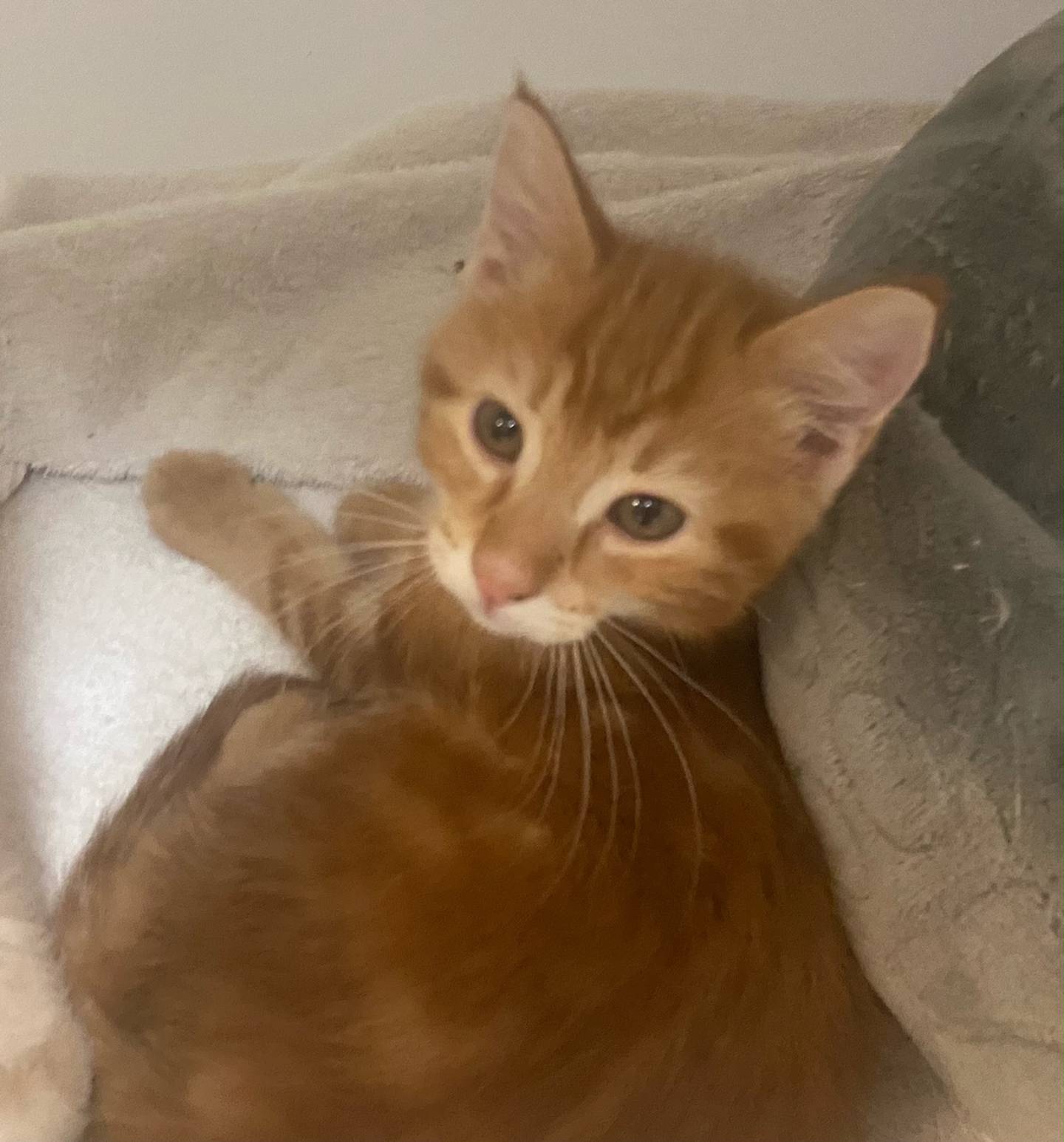 Butterfinger is a 3-month-old domestic shorthair. He is energetic and loving. Butterfinger is very outgoing and playful. For more information on Butterfinger, including adoption fees please visit justanimals.org or call 815-448-2510.
