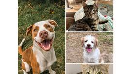 Will County Pets of the Week: July 21, 2025