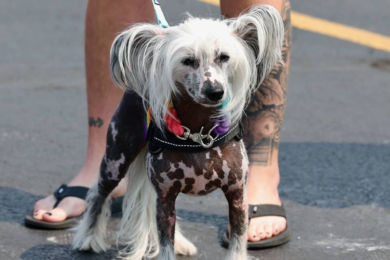 Greenfield Retirement Home in Princeton hosted a Paws on Park Avenue to entertain its residents on Saturday, May 31.