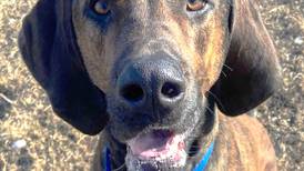 Playful hound mix loves life in the fast lane