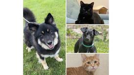 Pets of the Week: Sept. 11, 2023