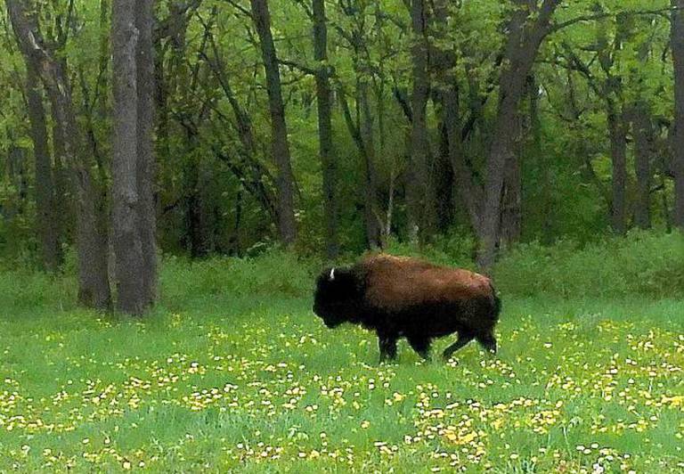 Lake County Forest Preserve District officials want Tyson the bison off their property by Memorial Day weekend.