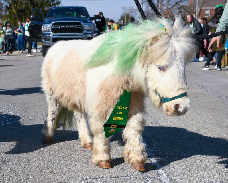 Bingo a miniature pony wears a tie that says Kiss me I’m Irish during the Countryside St. Patrick’s Day parade on Saturday March 2, 2024.