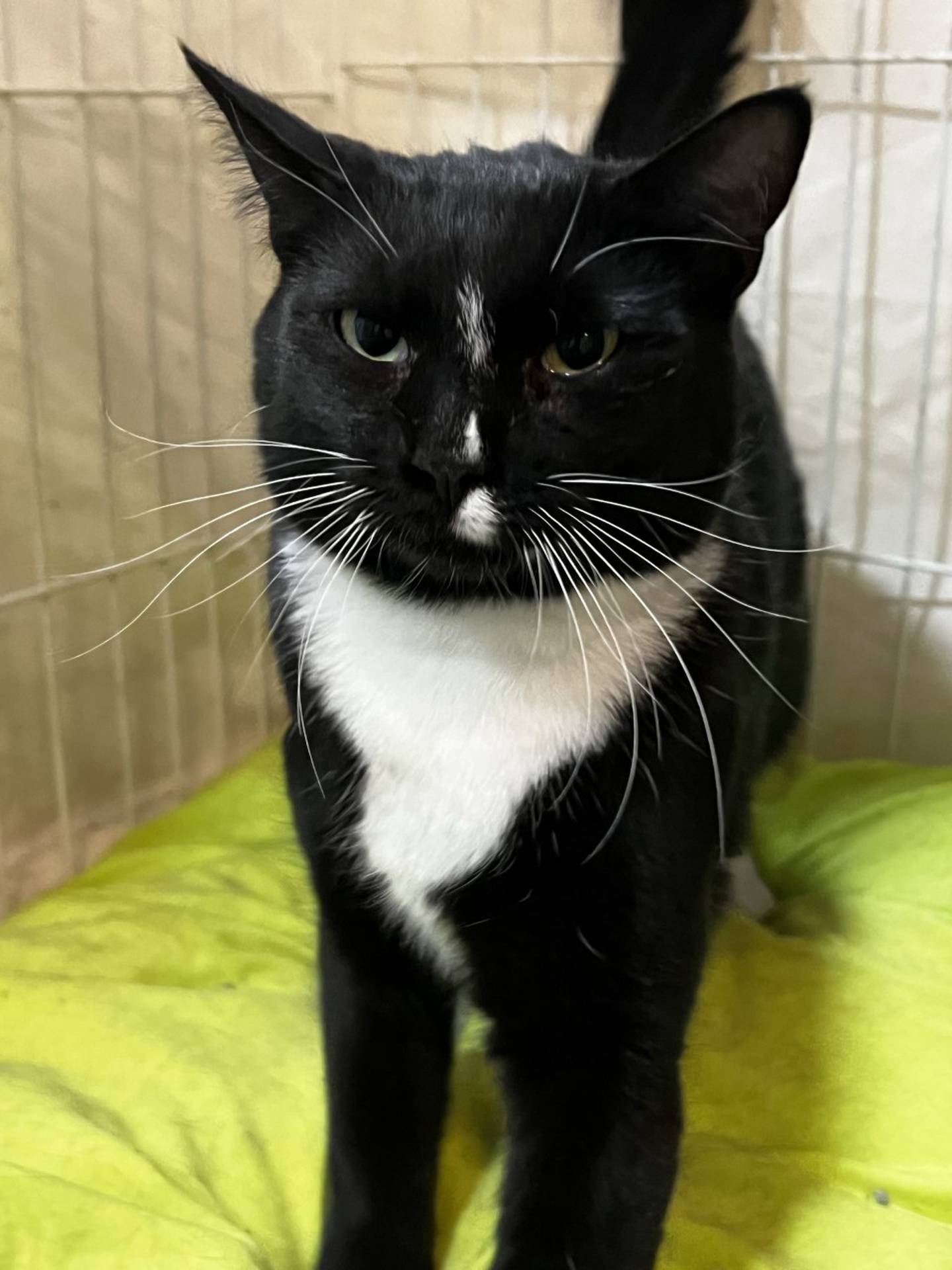 Two-year-old Sword was found with her litter of kittens as a stray.  Now that her kittens all have homes, she is ready for her happy ending. Sword is affectionate, outgoing, playful and active.  She likes pets and attention and enjoys being brushed. She is confident, can entertain herself and is low-maintenance. To meet Sword email Catadoptions@nawsus.org. Visit nawsus.org.