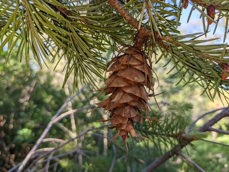 The tail-like bracts protruding from the cones of the Douglas fir serve as a handy identification trait, as well as a subject for folklore.