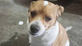 Pet of the Week: March 26, 2025