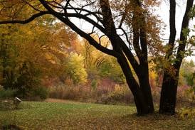 Trees 101: Tips on planting, identifying and urban forests from Illinois Extension