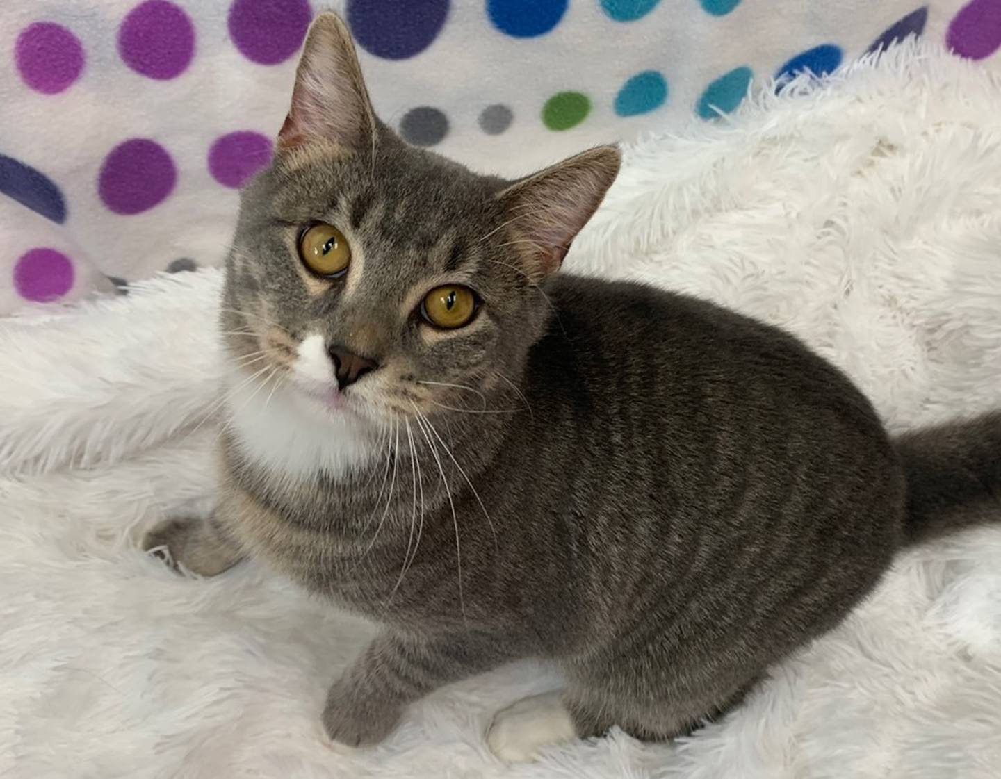 Three-year-old Hadron is friendly, silly, and has waited two months for a loving family. He loves to play, especially with wand toys, where his playful side comes out. He is photogenic and loves having his pictures taken. Hadron enjoys his time out of his cage so he can run and explore. He approaches people to be petted and purrs when petted. To meet Hadron, call Joliet Township Animal Control at 815-725-0333.