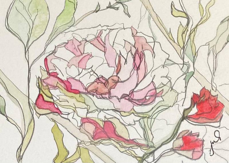 Botanical 7: Rosa, Juli Janovicz, 6 x 4, Graphite & Watercolor