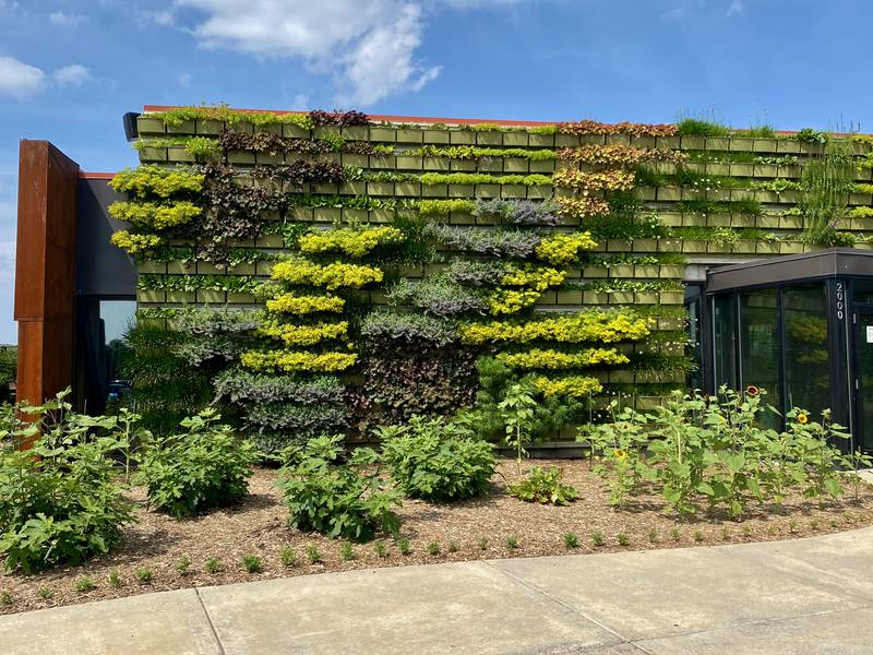 Hardware in North Aurora prides itself in sustainability by growing its own produce year-round in its greenhouse.
