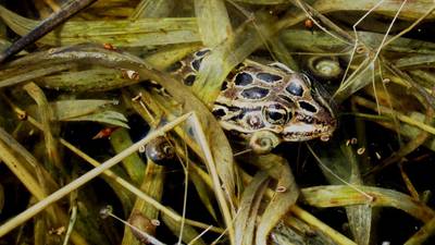 Good Natured in St. Charles: Hop to it and take part in Calling Frog Survey