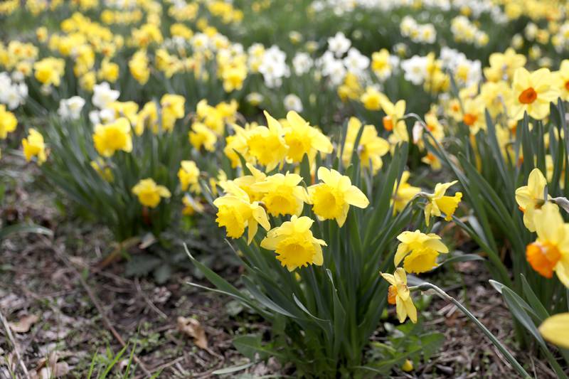 Organizers and volunteers of Project Daffodil celebrated 5 years and 25,000 blooms in Mount St. Mary Park on Wednesday, April 23, 2025 in St. Charles. Since October 2000, volunteers have gathered each October to plant over 25,000 daffodil bulbs and hundreds of Virginia Blue Bells at Mount St. Mary Park.