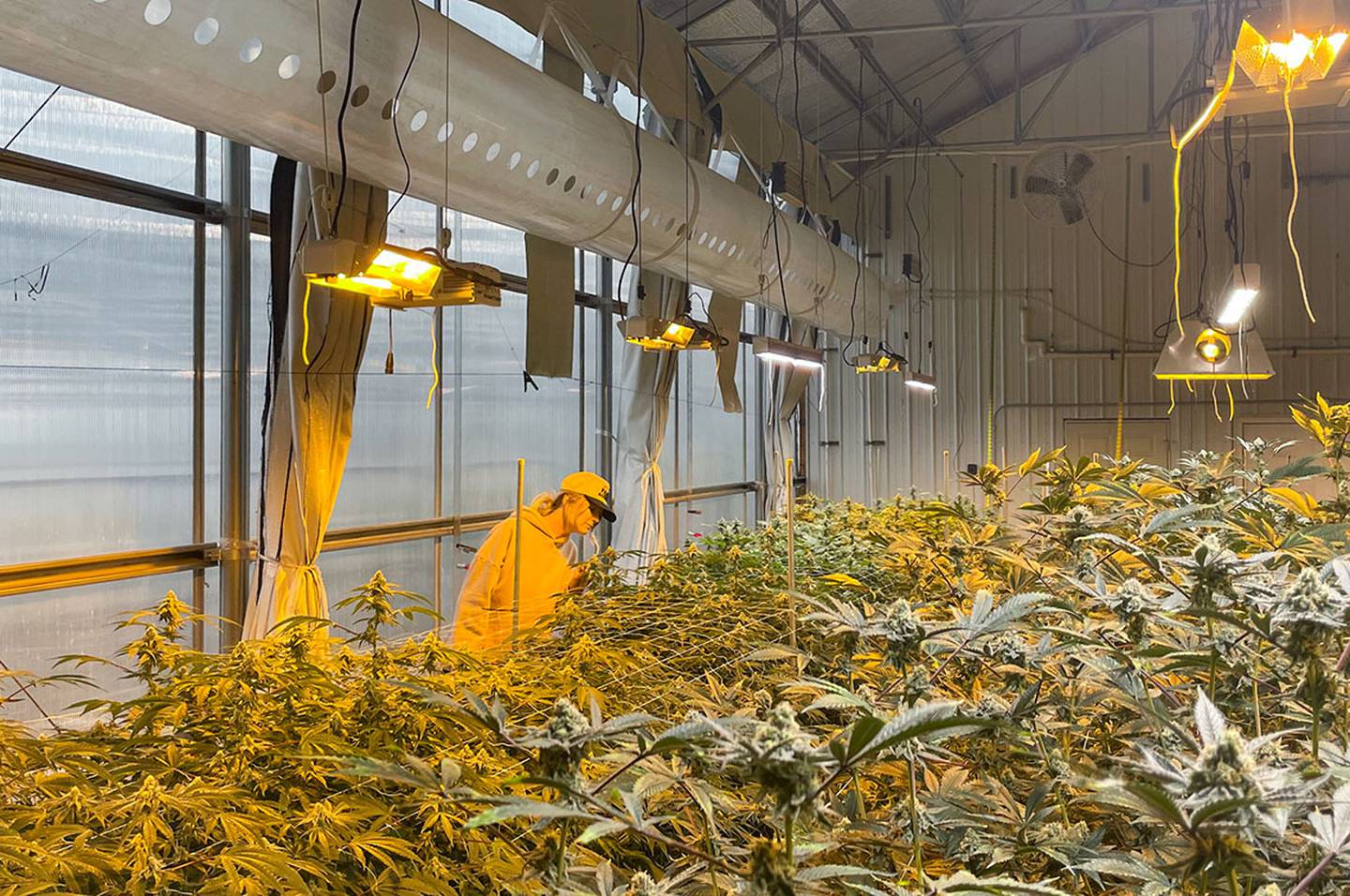 Stoney Branch Farms co-founder Anna Ward looks at a hemp plants in its late growing stages before it gets harvested, after which it will get processed, packaged and sold directly from the farm.