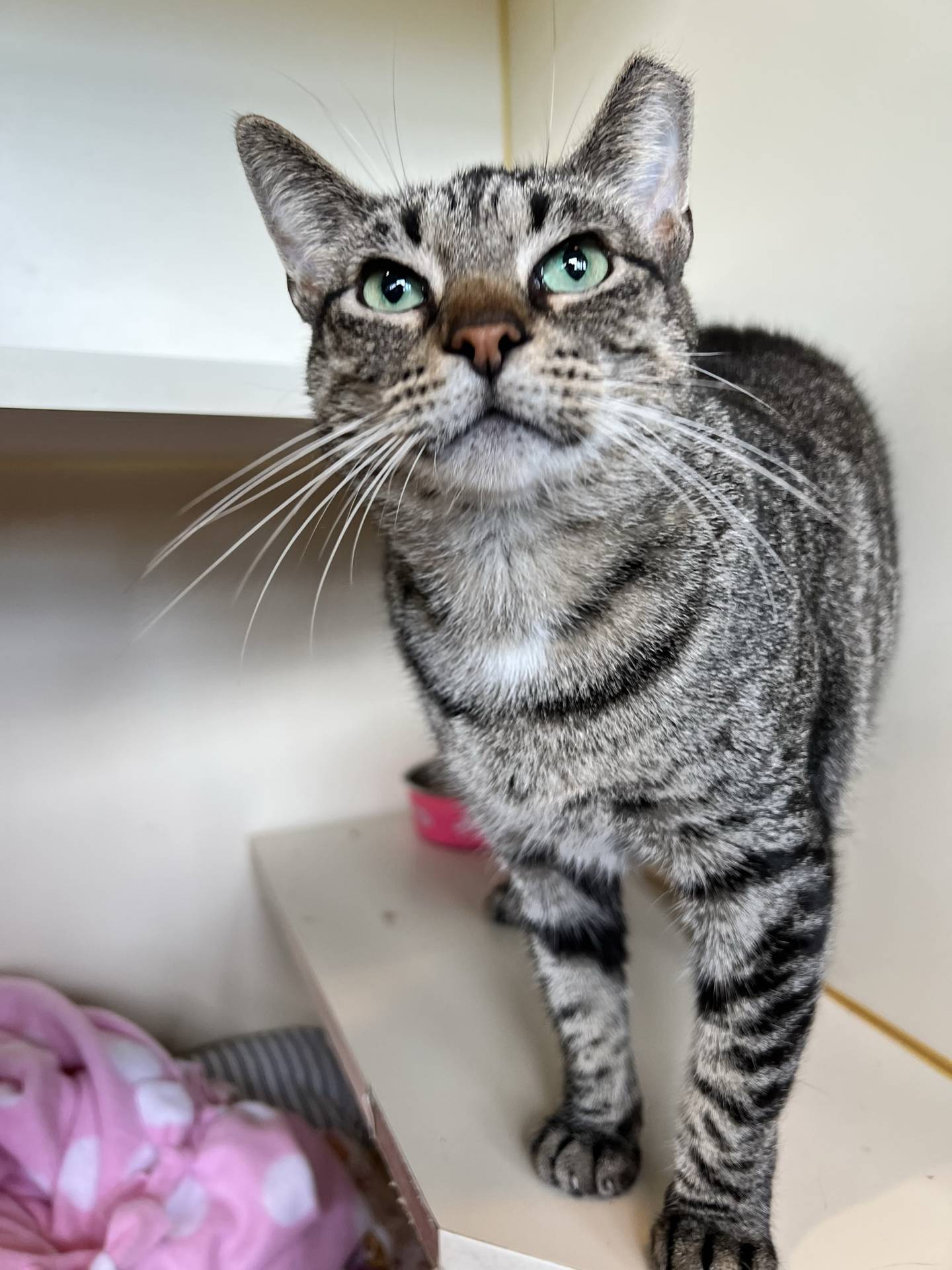 Olly Steele is a 3-year-old female tabby that was found as a stray. She is quiet, calm and gentle. She is a little shy at first but then warms up quickly and enjoys pets and attention. Olly is FIV positive and must be the only cat in a home, live with other FIV cats or possibly live with other non-aggressive cats.  She has been good with other cats in her playgroup.  Please email Catadoptions@nawsus.org to meet her. Visit nawsus.org.
