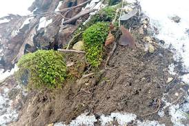 Down the Garden Path: Moss are resilient botanical survivors