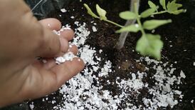 Down the Garden Path: The Do’s and Don’ts of natural remedies