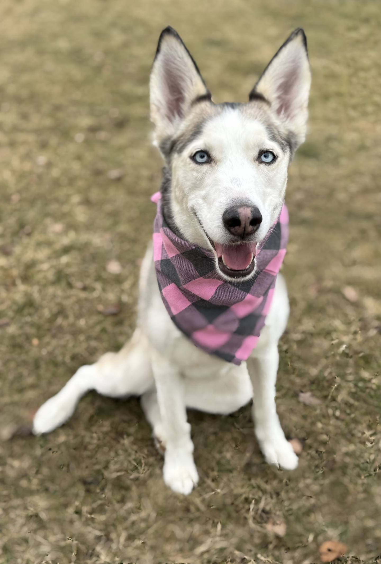 Luna is a 4-year-old, 50-pound husky who was adopted from NAWS years ago and recently returned due to not sharing space well with other dogs. Luna loves people; she is incredibly affectionate, thrives on attention, and does really well with kids. She needs to be the only pet in the home—no dogs or cats. To meet Luna, email dogadoption@nawsus.org. Visit nawsus.org.
