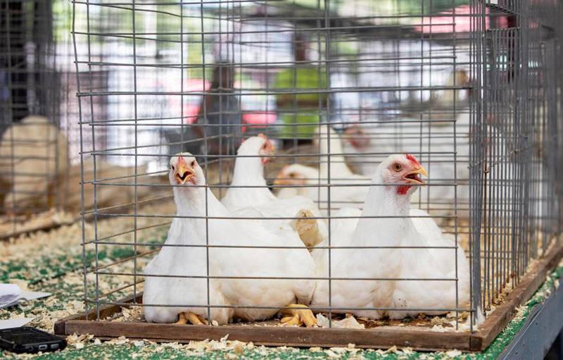 Poultry owners, managers or veterinarians should report any potential outbreaks of the highly pathogenic avian influenza in domestic poultry flocks to the Illinois Department of Agriculture at 217-782-4944 or the United States Department of Agriculture at 866-536-7593. (FarmWeek file photo)