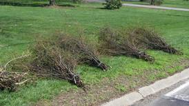 Montgomery to hold bulk brush collection starting Monday