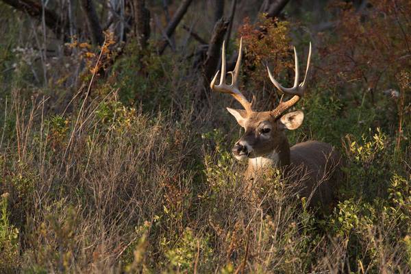 More than 51,000 deer harvested during first weekend of Illinois firearm deer season