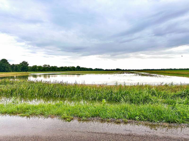 Frequent rains in southern Illinois had farmers struggling to find a planting window as the calendar neared July. Many later planted fields are ponding, like this one in Marion County.