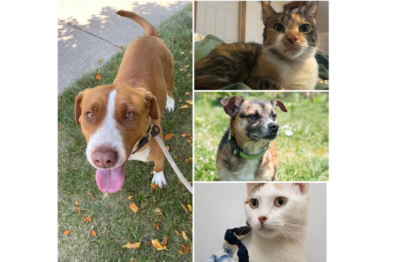 The Herald-News presents this week’s Pets of the Week. Read the description of each pet to find out about that pet, including where it can be adopted.