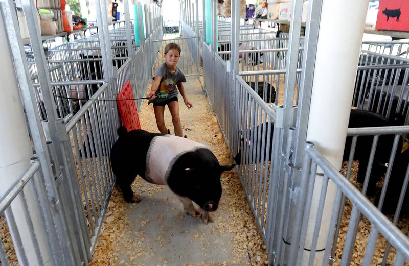 Brynn Spiniocas, 10, of Hebron, moves her pig to a pen during the opening day of the McHenry County Fair on Tuesday, July 29, 2025.