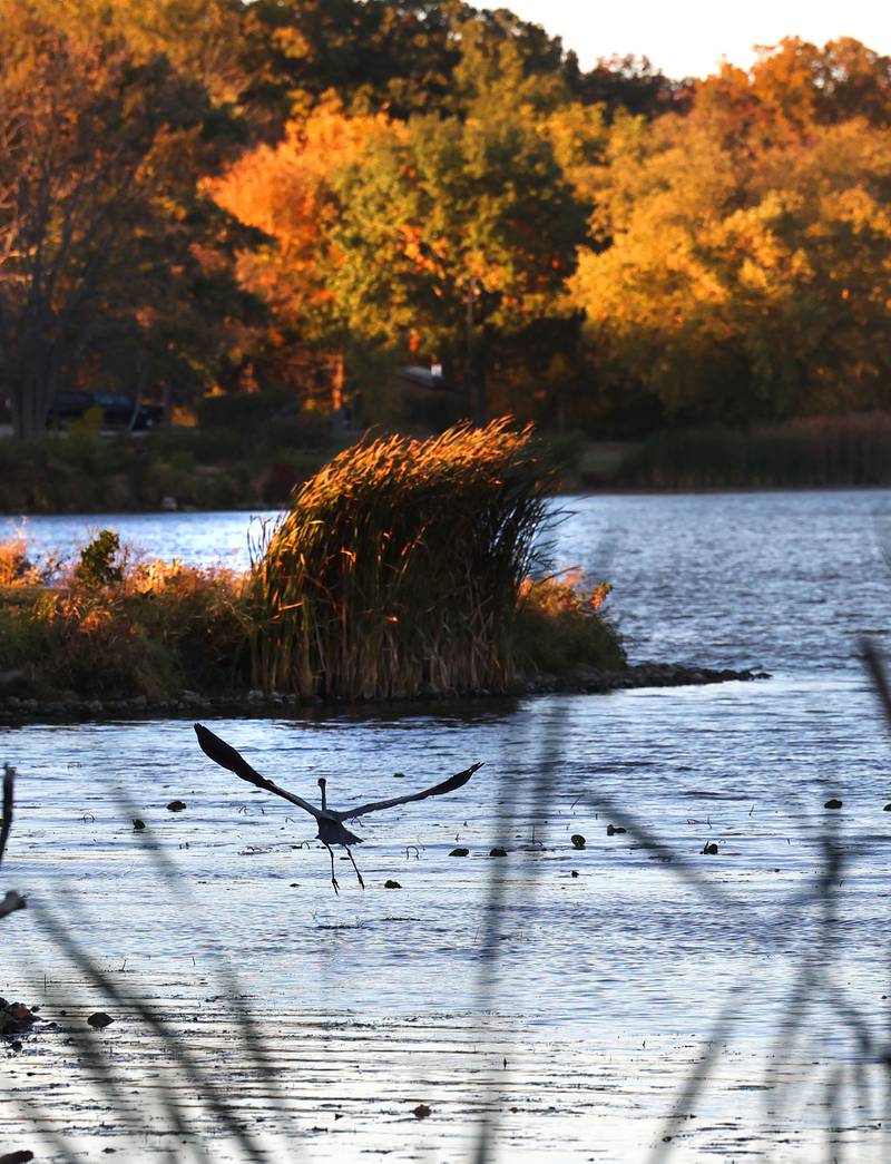 A heron flies over Shabbona Lake Tuesday, Oct. 22, 2024, at Shabbona Lake State Park.