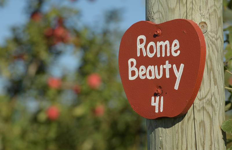 Rows of Rome Beauty apples ready for the picking at the Jonamac Orchard in Malta on Wednesday, Sept. 28, 2022.
