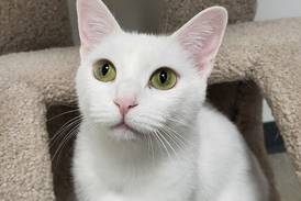 Loving young cat ready for her turn at forever home