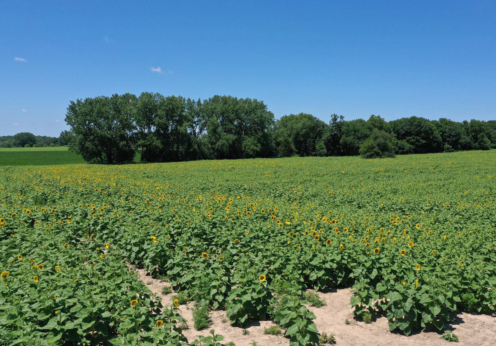 Photos The sunflowers are blooming at Matthiessen State Park Shaw Local