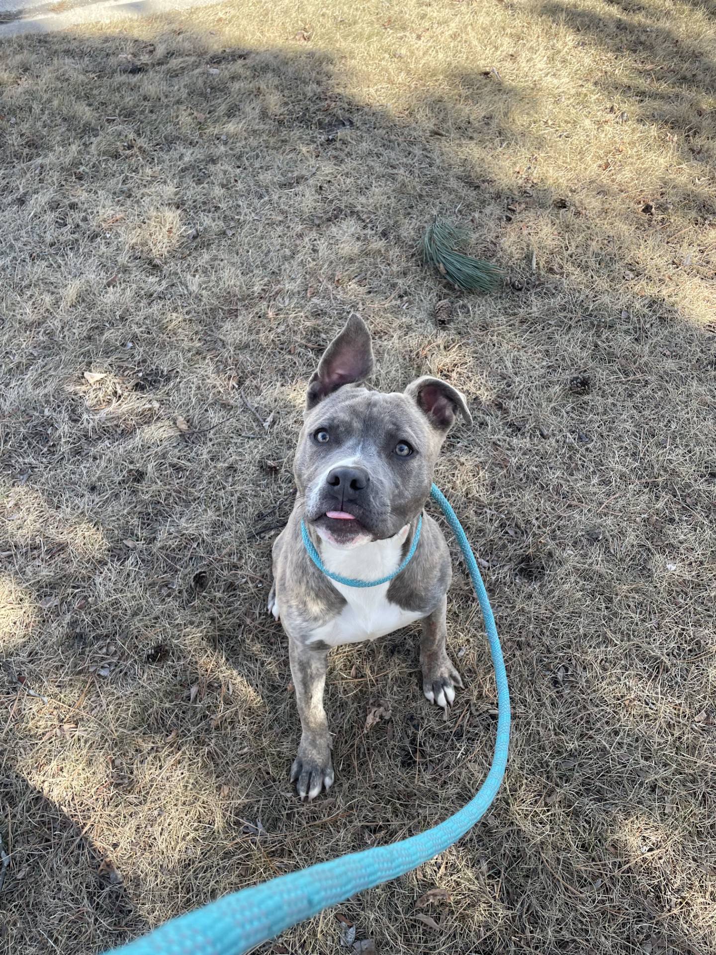 Leonard is a 1-year-old, 40-pound terrier who came to NAWS from a local animal control. He brings a lot of love and energy in a little package. He can be timid around dogs at first – but he does want to play with them, so he should do well with a slow introduction. He is very affectionate and playful. He would make an amazing addition to any home. To meet Leonard, email Dogadoption@nawsus.org. Visit nawsus.org.