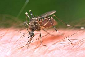 West Nile virus found in Will County mosquitoes
