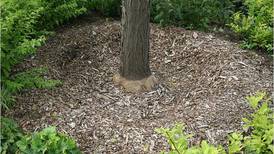 Down the Garden Path: Trees deserve to be mulched the right way
