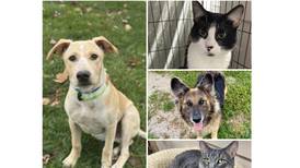 Will County Pets of the Week: Dec. 8, 2025