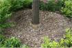 Down the Garden Path: Trees deserve to be mulched the right way