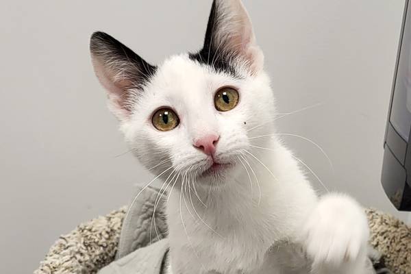 Playful, affectionate kitten ready to charm forever family
