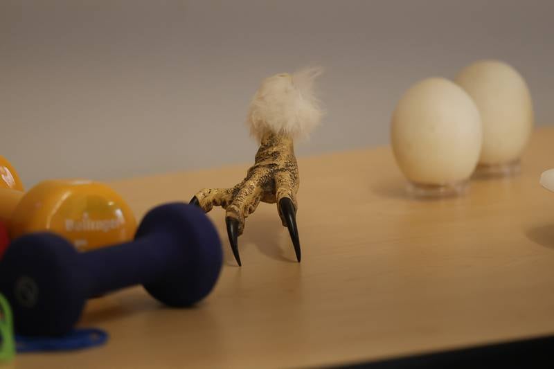An eagle talon and several eggs sit on display at a Talon Talk educational class at Four Rivers Environmental Education Center’s annual Eagle Watch on Saturday, Jan 10, 2026 in Channahon.