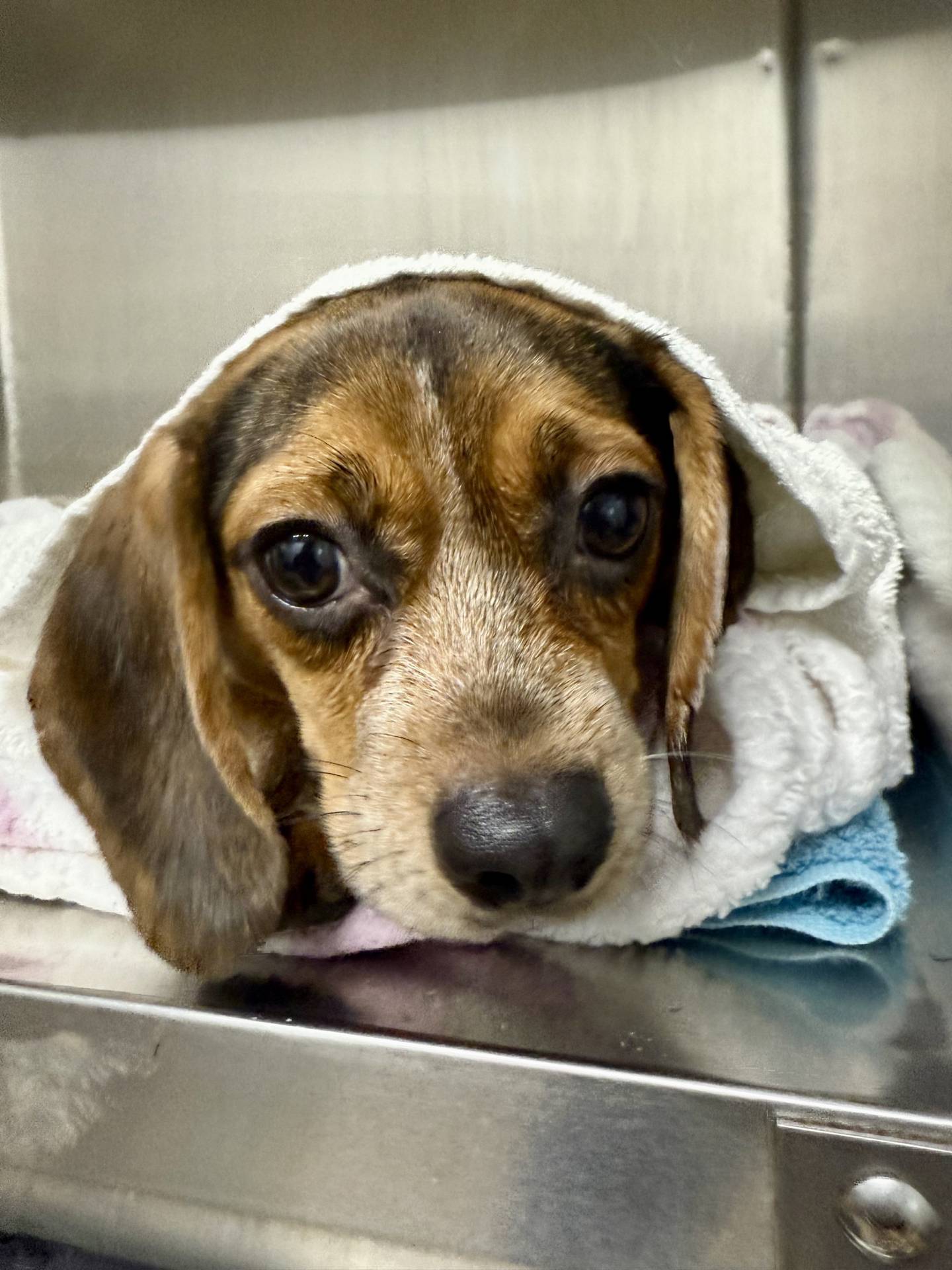 Dolly is a sweet beagle that came to the humane society along with five other beagles from a hoarding case in Joliet. All the beagles weigh between 15 and 25 pounds. The humane society currently has three males and five females, including Dolly. They are currently catching up on vetting and surgeries and will be available for adoption soon. Applications for the beagles are now being accepted. Email the Will County Humane Society at willcountyhumane.com and follow the instructions for the adoption process.