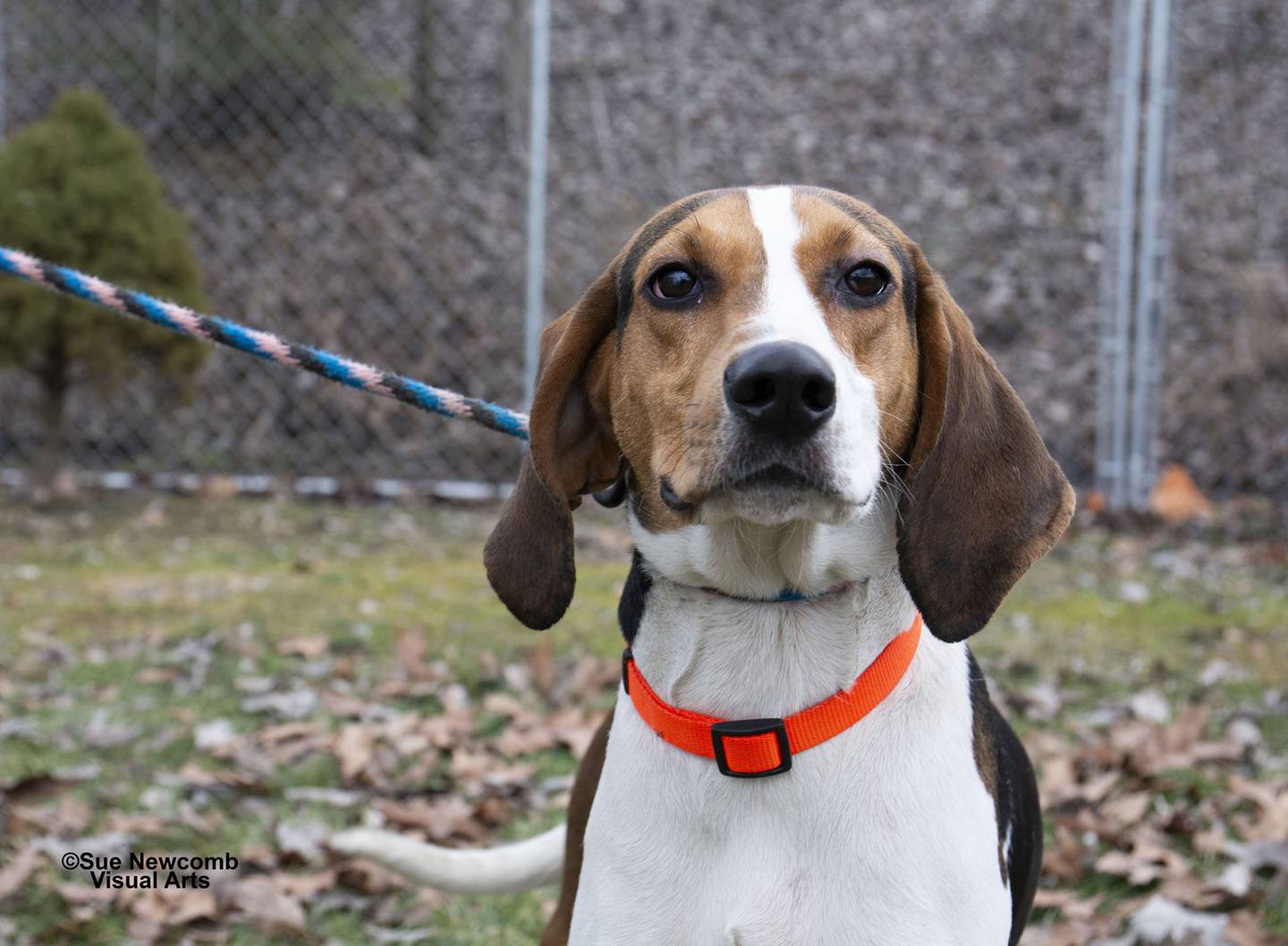 Dixie is a young, sweet coonhound mix who came to the shelter from Kentucky. She loves to romp and play, and she is excited to meet new people. Dixie needs an owner willing to help with her leash training and manners. Contact the Will County Humane Society at willcountyhumane.com and follow the instructions for the adoption process.