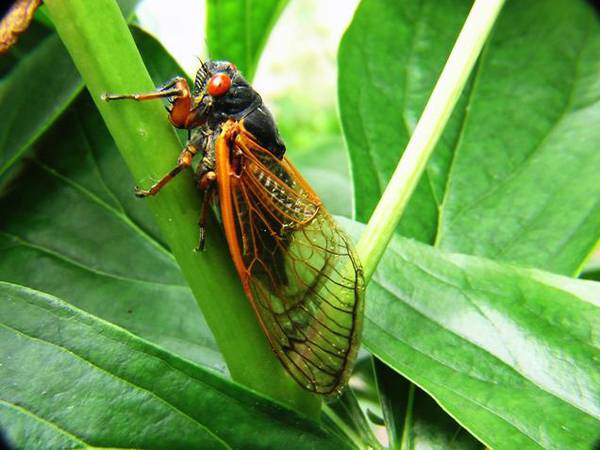 Oswego’s Great PrairieFest getting into the cicada mania with diorama contest