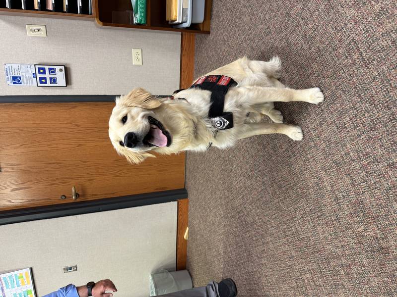 Louie the comfort dog stands at attention during his swearing-in ceremony on June 24, 2025, at the McHenry County courthouse in Woodstock.