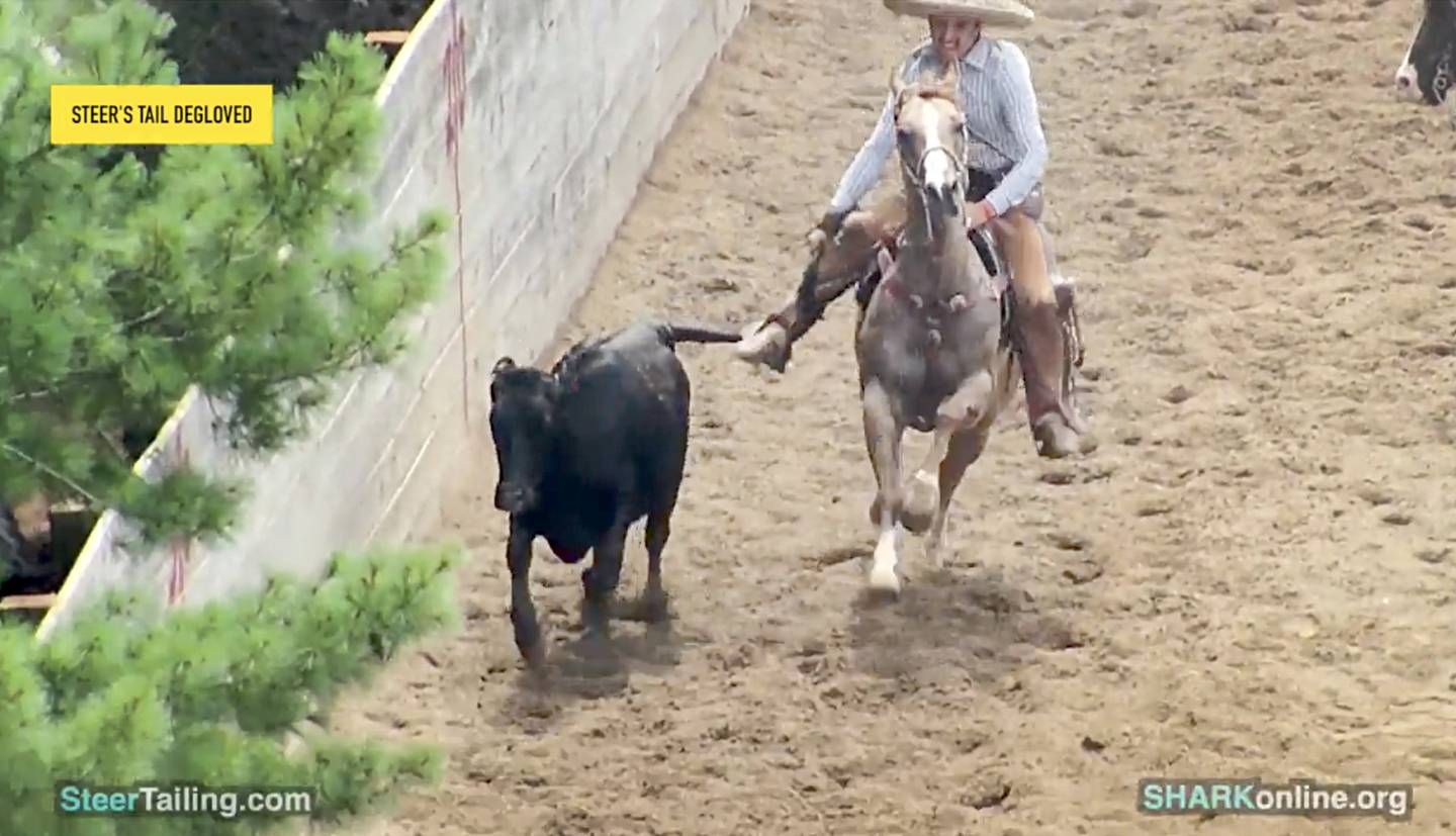 SHARK footage of the August 16, 2025, rodeo at 18316 Kishwaukee Valley Road in Woodstock appears to show a steer tailing event. Steer-tailing, or coleadero, is where a horseback rider chases a running steer, grabs onto its tail, and wraps the tail around the rider’s leg to slam the animal to the ground.