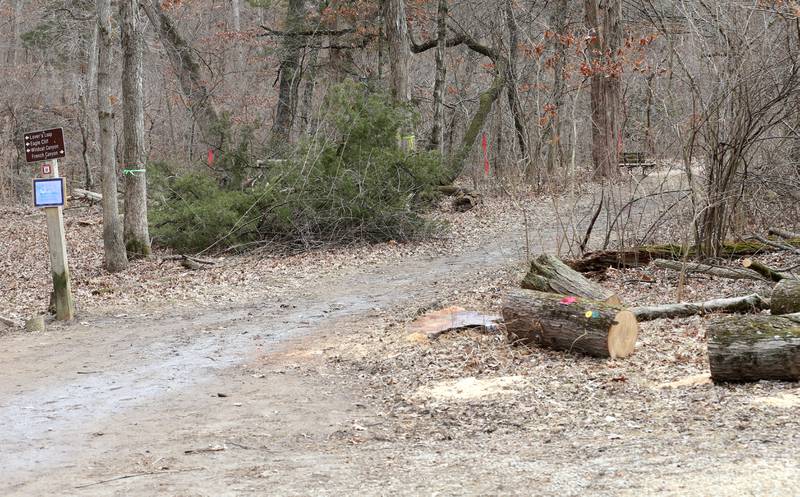 Fresh cut logs lay on the trailhead to French Canyon as crews begin renovation work on Monday, March 2, 2026 at Starved Rock State Park. Starved Rock State Park received a 37 million upgrade to trail improvement that is underway and continue through 2026. Trail closures will be announced on the Starved Rock and Matthiessen State Park Facebook pages.