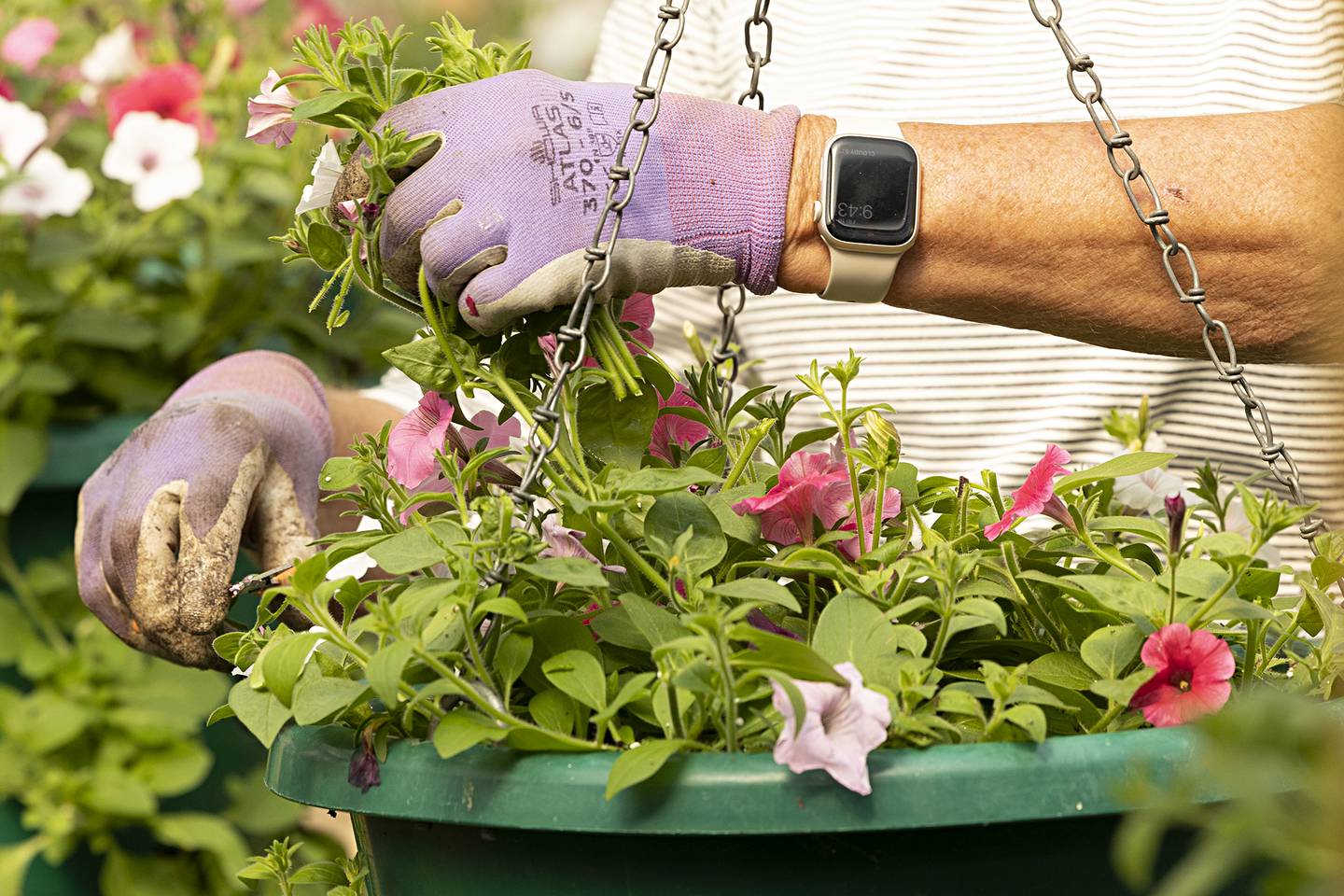 Trimming ends of the petunia plant will create a fuller plant that will hang from the basket and hide the plastic container.