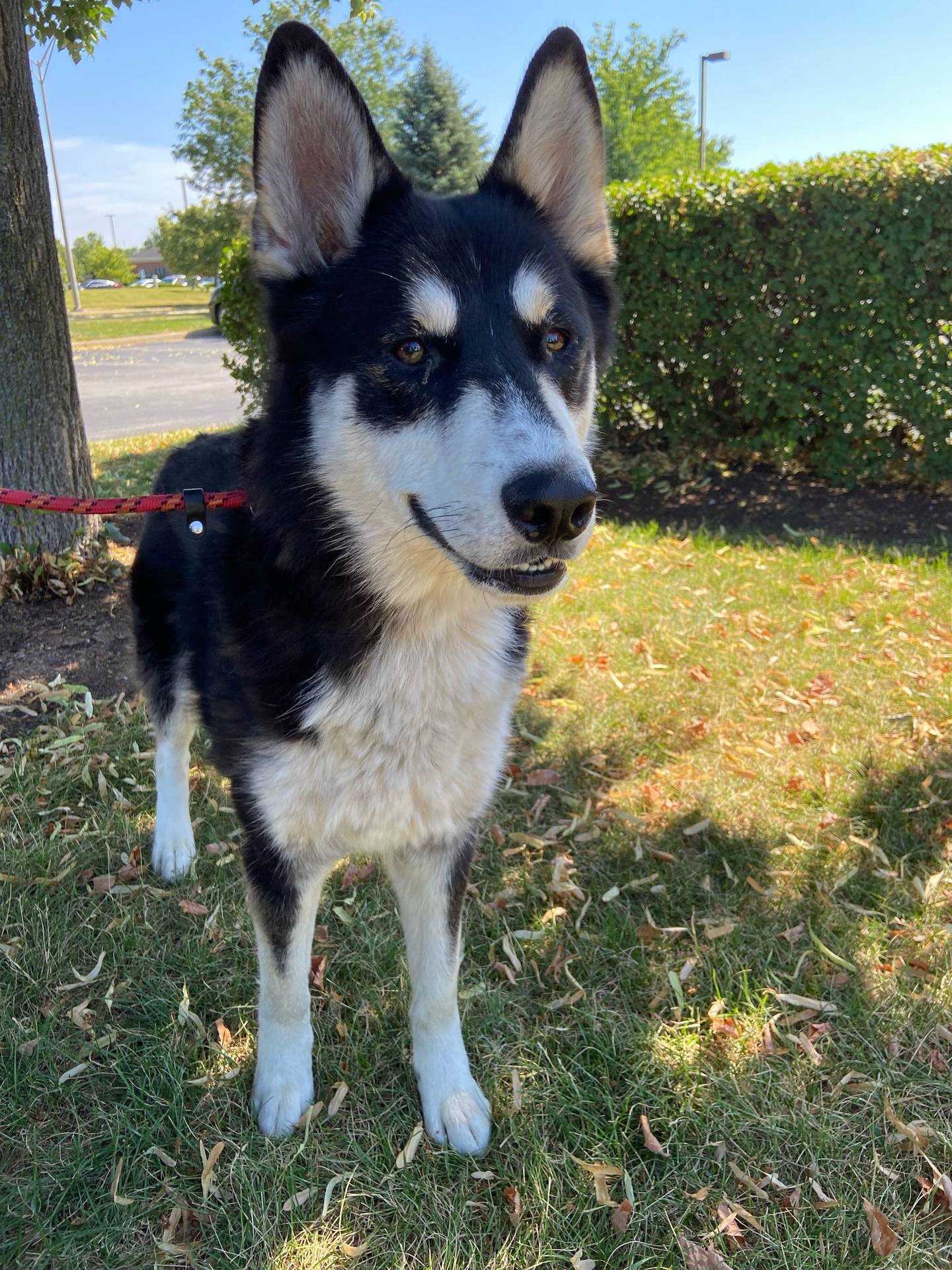 Lasi is a 1-year-old husky that needs a new home now that her owner can no longer care for her. She is friendly, outgoing and smart. She gets along with other dogs and is good with older children. She loves walks and toys. She needs some training but is eager to please and is very clever – she has a lot of potential. To meet Lasi, email Dogadoption@nawsus.org. Visit nawsus.org.